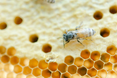 Close-up of bee on leaf