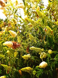 Close-up of fresh flowers on tree