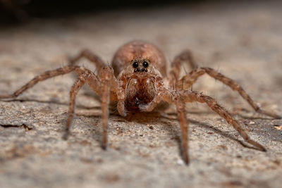 Close-up of spider