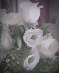 Close-up of white flowers