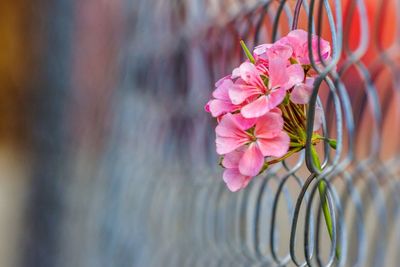 Close-up of pink flowering plant against wall