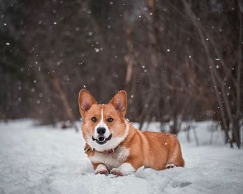 Portrait of dog on snow covered land