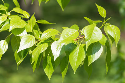 Close-up of insect on leaves