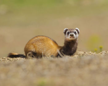 Portrait of an animal on land