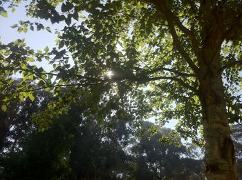 Low angle view of trees