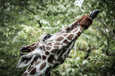 Close-up of giraffe