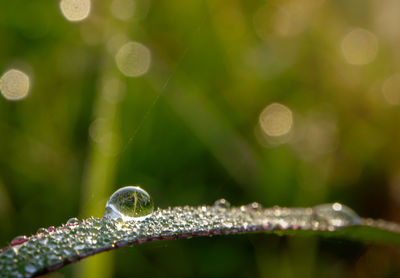 Close-up of raindrops on leaves