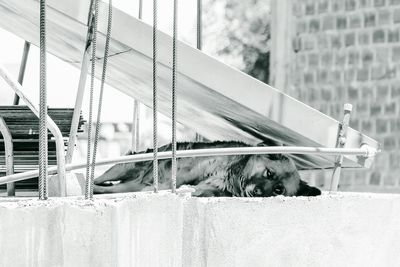 Cat in front of building