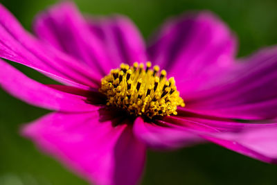 Close-up of pink cosmos flower