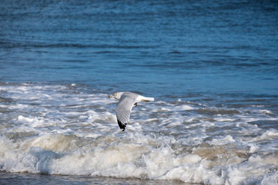 Seagull flying over sea