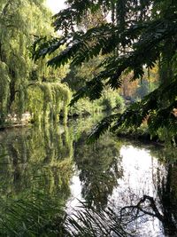 Scenic view of lake in forest