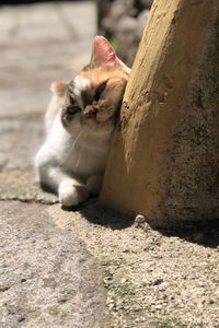 Cat sitting on rock