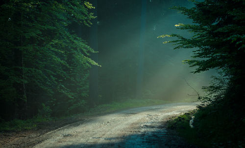 Road amidst trees in a forest with sunlight