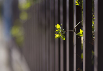 Close-up of yellow flowering plant