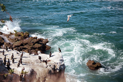 High angle view of birds on rock in sea