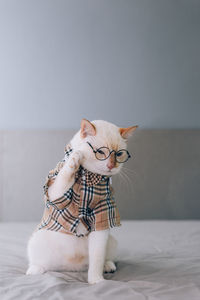 Cat sitting on bed against wall