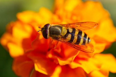 Close-up of insect on flower