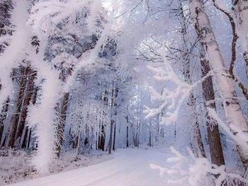 Snow covered pine trees in forest during winter