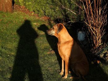 Shadow of dog on grass