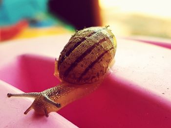 Close-up of snail