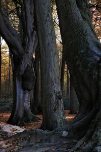 Close-up of tree trunk in forest