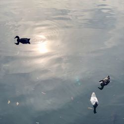 High angle view of swans swimming in lake