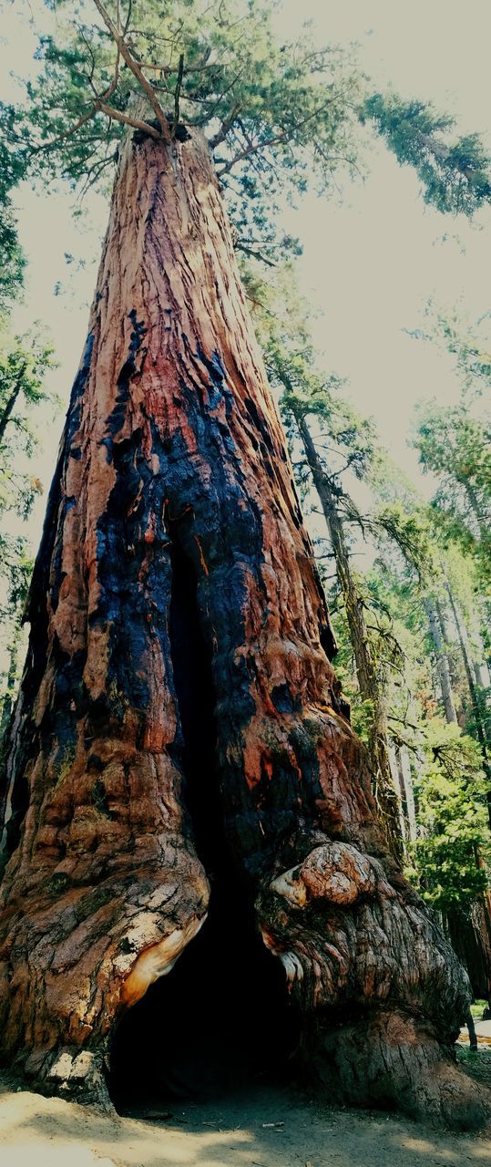 tree, nature, day, textured, rough, no people, tree trunk, tranquility, beauty in nature, outdoors, low angle view, scenics, close-up, dead tree, sky