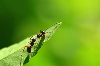 Close-up of insect on leaf