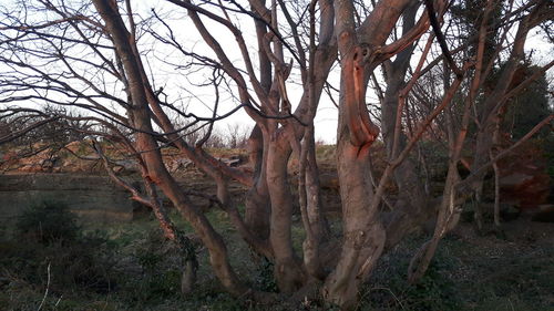 Bare trees on landscape against sky