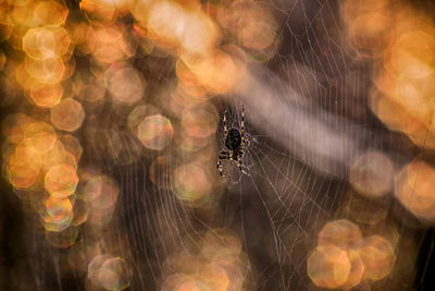 Close-up of spider on web
