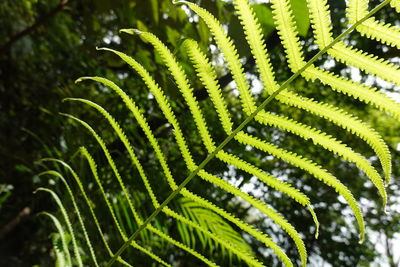 Fern leaf backlight 