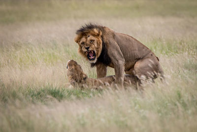 Lion and lioness mating on grassy field