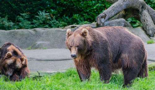 Brown bear in the wild