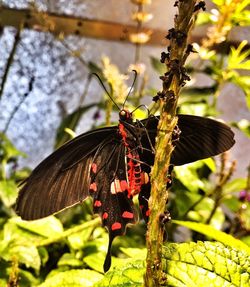 Close-up of butterfly perching on leaf