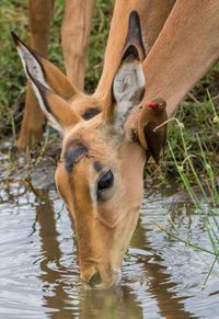 Close-up of horse drinking water