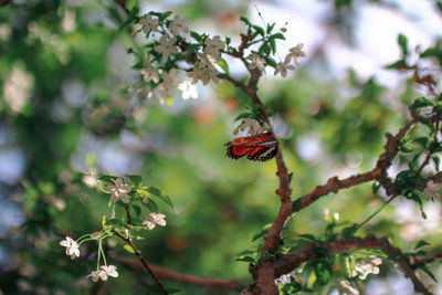 Close-up of insect on flower