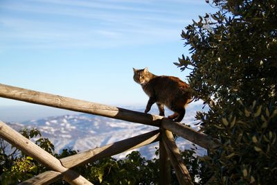 Cat in san marino 