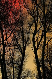 Bare trees at sunset