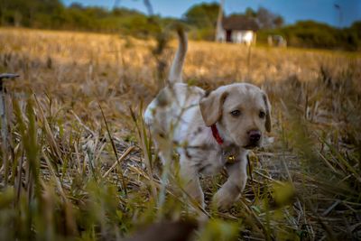 Portrait of dog on field