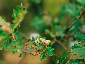 Close-up of fresh green plant