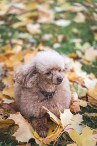 Close-up of dog