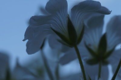 Close-up of flower against sky