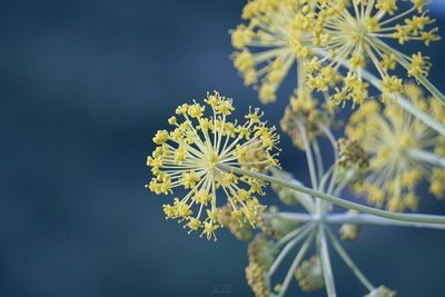 Close-up of plant