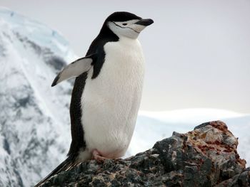 Close-up of chinstrap penguin on rock