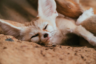 Close-up of cat sleeping