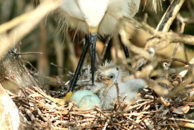 Close-up of birds in nest