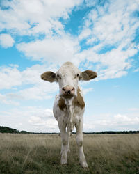 Portrait of a horse on field