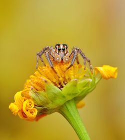Close-up of insect on yellow flower