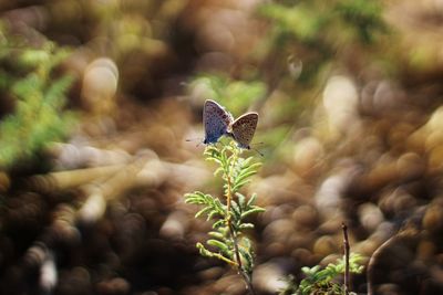 Close-up of butterfly pollinating on flower