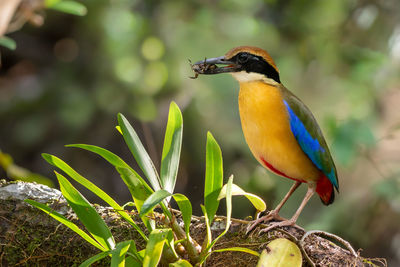 Close-up of bird perching on a plant